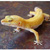 :iconolimpia-geckos: