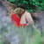 :iconolin55: