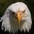:iconolli-at-dev: