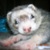 :iconOllietheMutt: