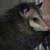 :iconolpossum: