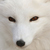 :iconomanowill: