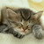:iconomega05: