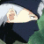 :iconomg-tobixkakashi: