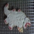 :iconomgdinosaurz: