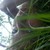 :iconomgimadinosaur: