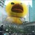 :iconomgitzaduck:
