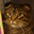 :iconomnipotent: