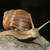 :iconomniscientsnail: