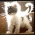 :iconomnom-zomboid:
