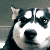 OmNomWutNevrmind :iconomnomwutnevrmind: