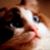 :iconon1tzuka: