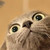 :icononbaafan: