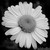 :icononceaponatimegirl: