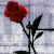 :icononcecolorfuldreams: