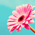 :iconondineblue:
