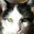 :iconone-bg: