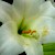 :iconone-drop-of-jupiter: