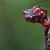 :iconone-mean-dingo: