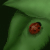 :icononeleafamongmany: