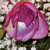 :icononemelancholyrose:
