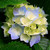 :icononesouthernartist: