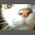 :icononewingedpenguin: