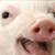 :icononexsinglextear: