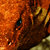 :iconOni-Tai: