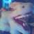 :icononibutterfly: