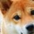 :icononlinedevil13: