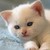 :iconOnlyBree: