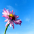 :iconOnlyDaisy: