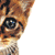 :icononlyonelithium: