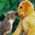 :iconontario-madej: