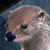 OnTheTrail :icononthetrail: