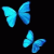 :icononyx-c: