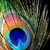 :icononyxfeather: