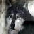 :icononyxhowly: