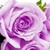 :icononyxia-rayne: