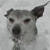 :iconoober-bunny: