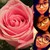 :iconooblackrabitoo: