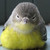:iconoochloebearoo: