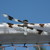 :iconooh-i-love-birds:
