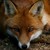 :iconooredfoxoo: