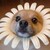 :iconopenfliers: