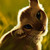 :iconoperationclassified:
