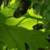 :iconoperationxylophone04: