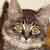 :iconOphelia1687: