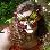 :iconophicius: